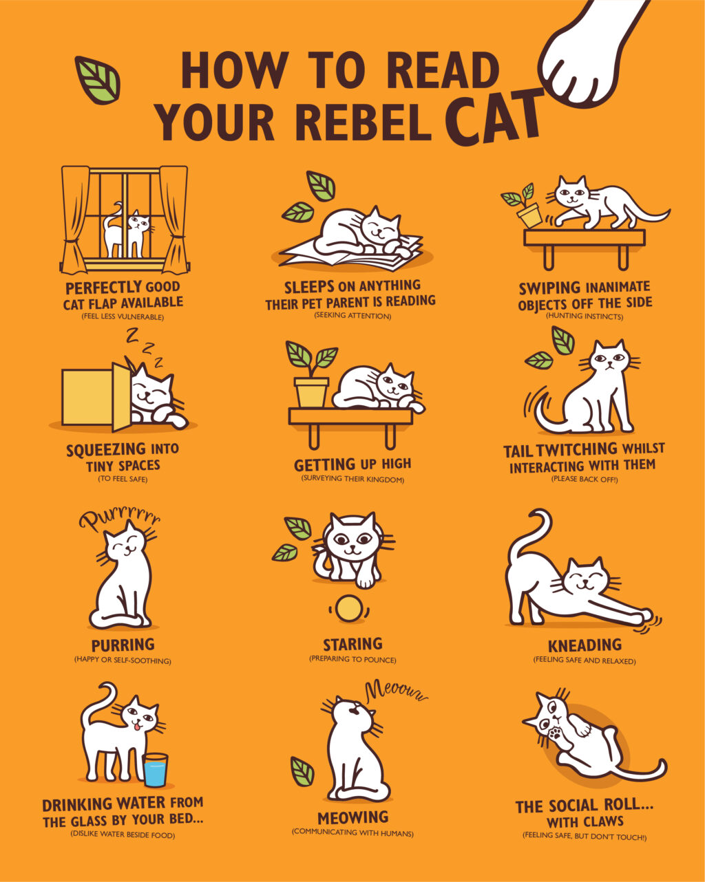 Surprising cat behaviours