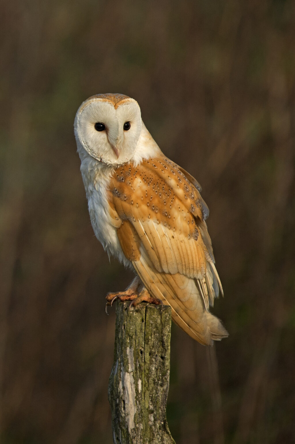 Barn Owl, UK