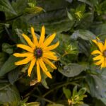 Top tips for balcony gardeners to create Best in Show outdoor spaces