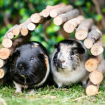 Guinea Pig Welfare Forum returns for 2025