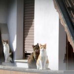 Vets warn of risk of high-rise syndrome trauma in cats as mini heatwave hits the UK