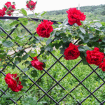 The 60-second trick that professional gardeners swear by for better blooms