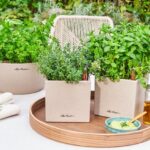 Grow Joy This Father’s Day: Why Gardening Gifts Are Rooted in the UK’s Biggest Hobby